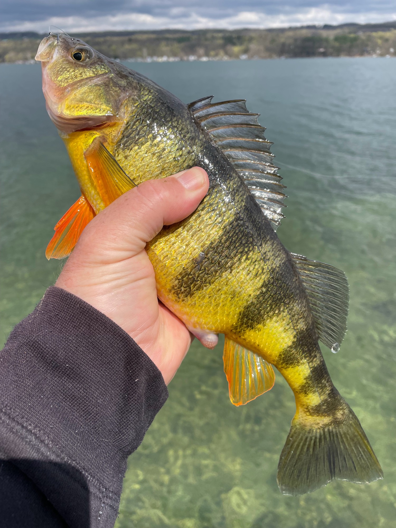 Springtime Perch Fishing Mossy Oak Perch Fishing 